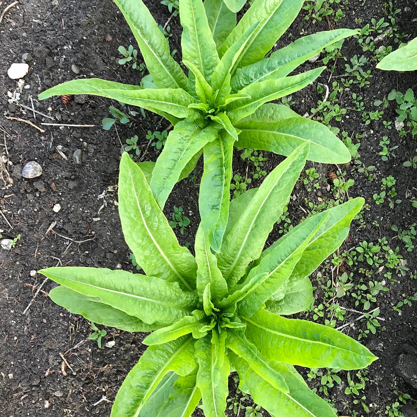 Two star shaped lettuce plants viewed from above.