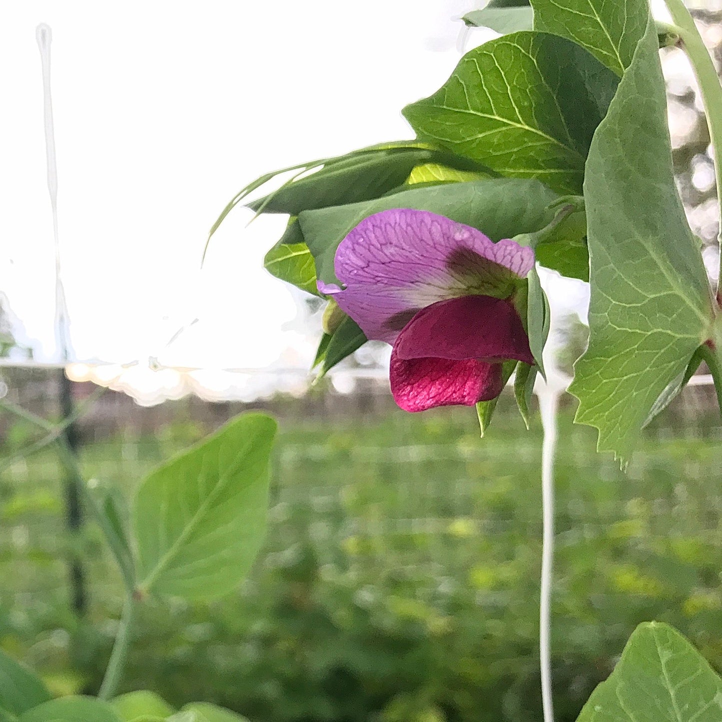 Pink and lavender bicolour pea blossom.