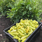 Produce tote full of yellow aji peppers in front of pepper plants.