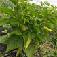 Young aji pepper plant with several light yellow peppers.
