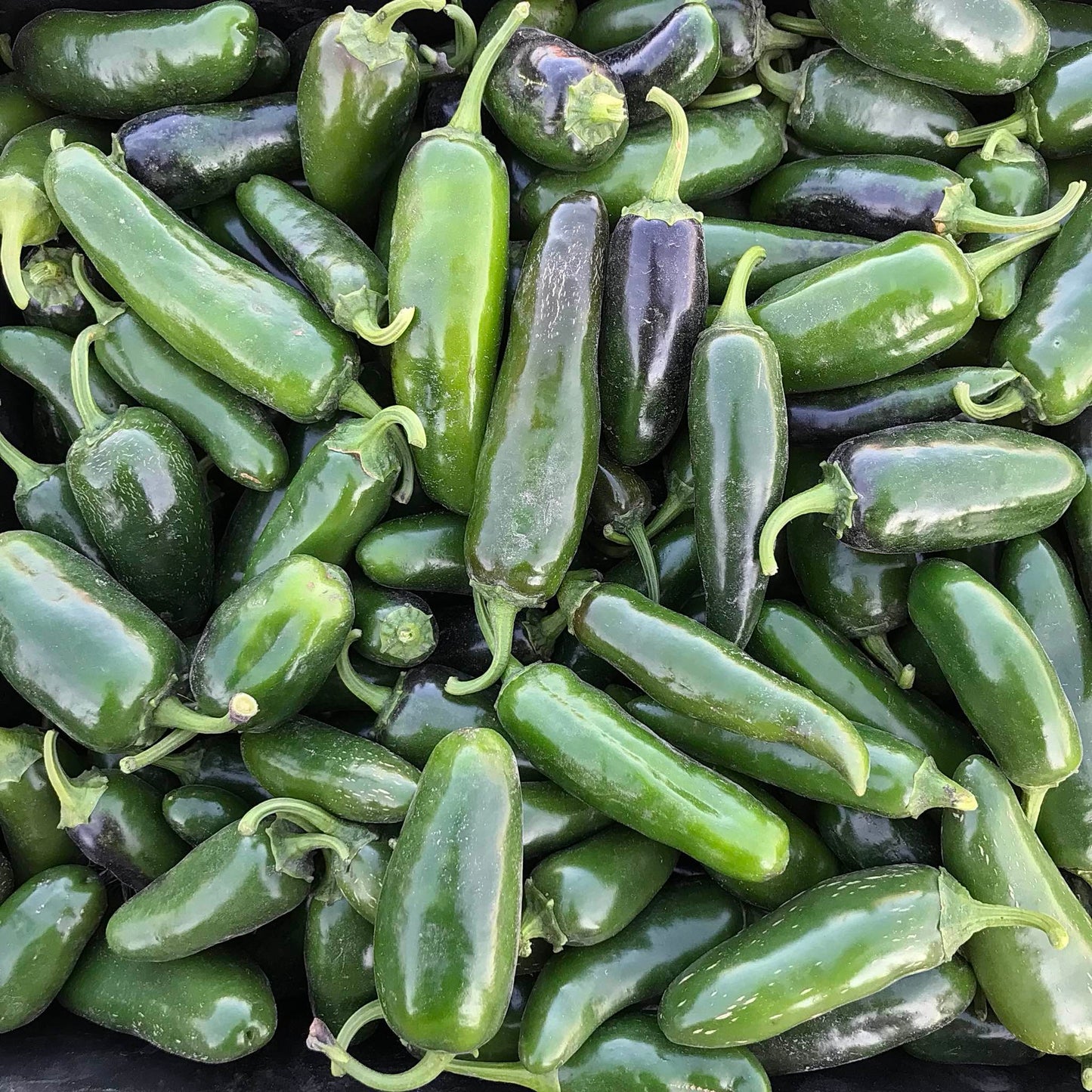 An abundance of green jalapeño peppers.