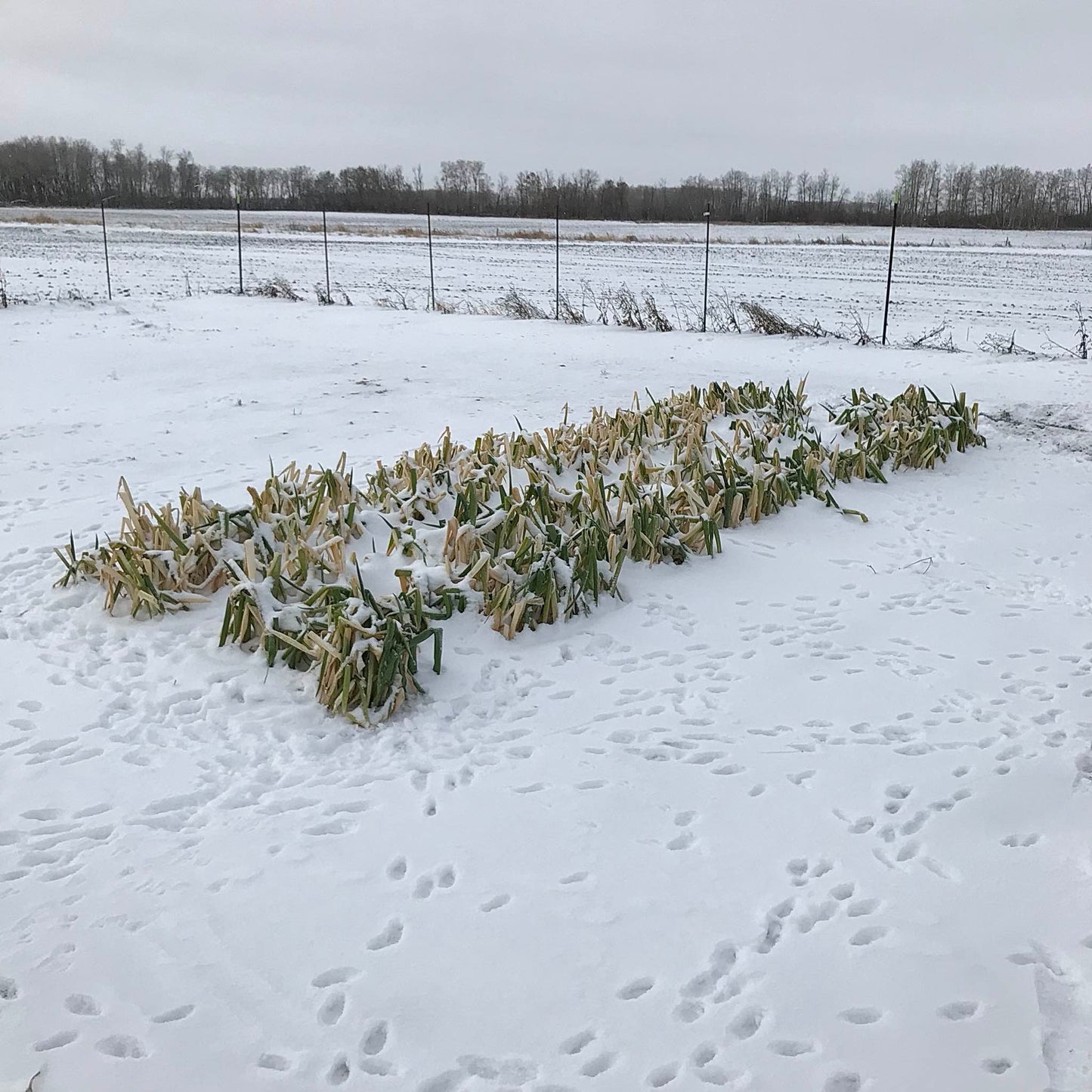 Two beds of scallions overwintering in the field.