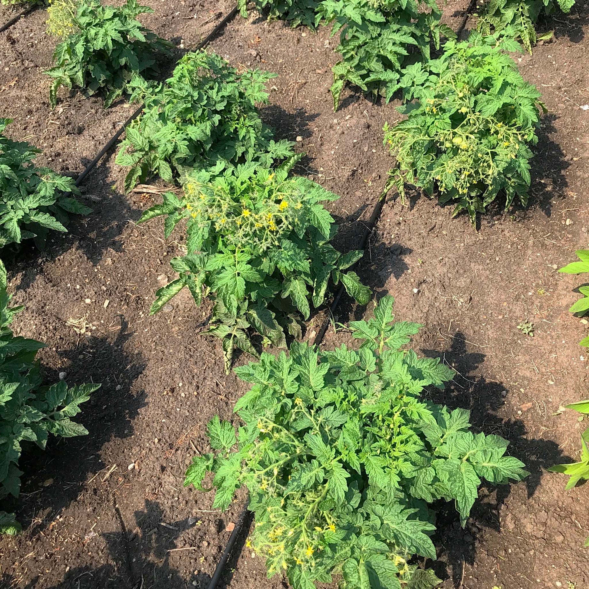 Stocky dwarf tomato plants.