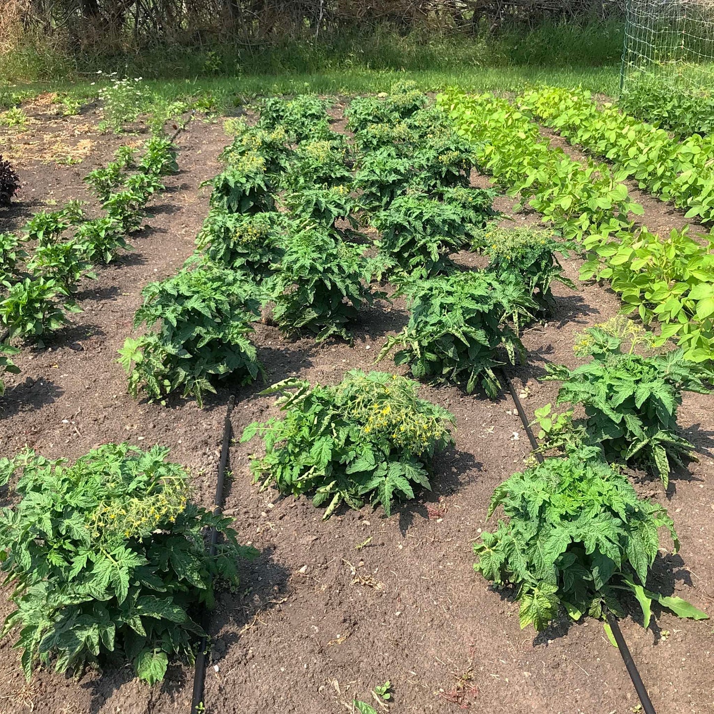 Four staggered rows of dwarf tomato plants.