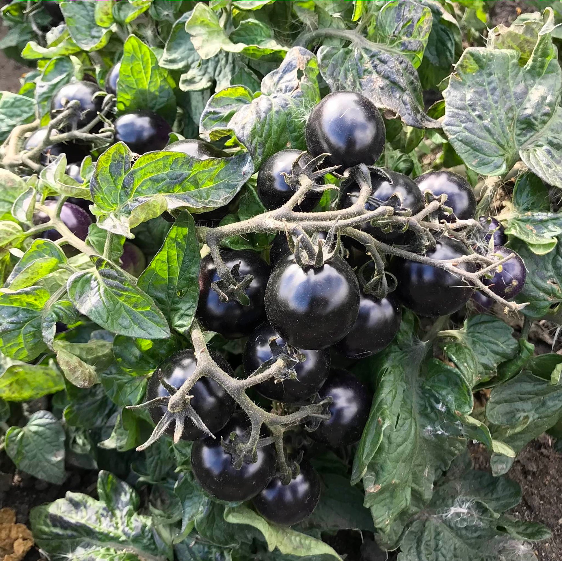 Unripe cherry tomatos with so much anthocyanin colouring they appear black.