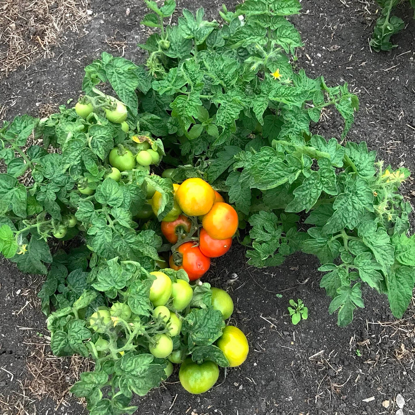 Dwarf tomato plant with its first ripe fruits.