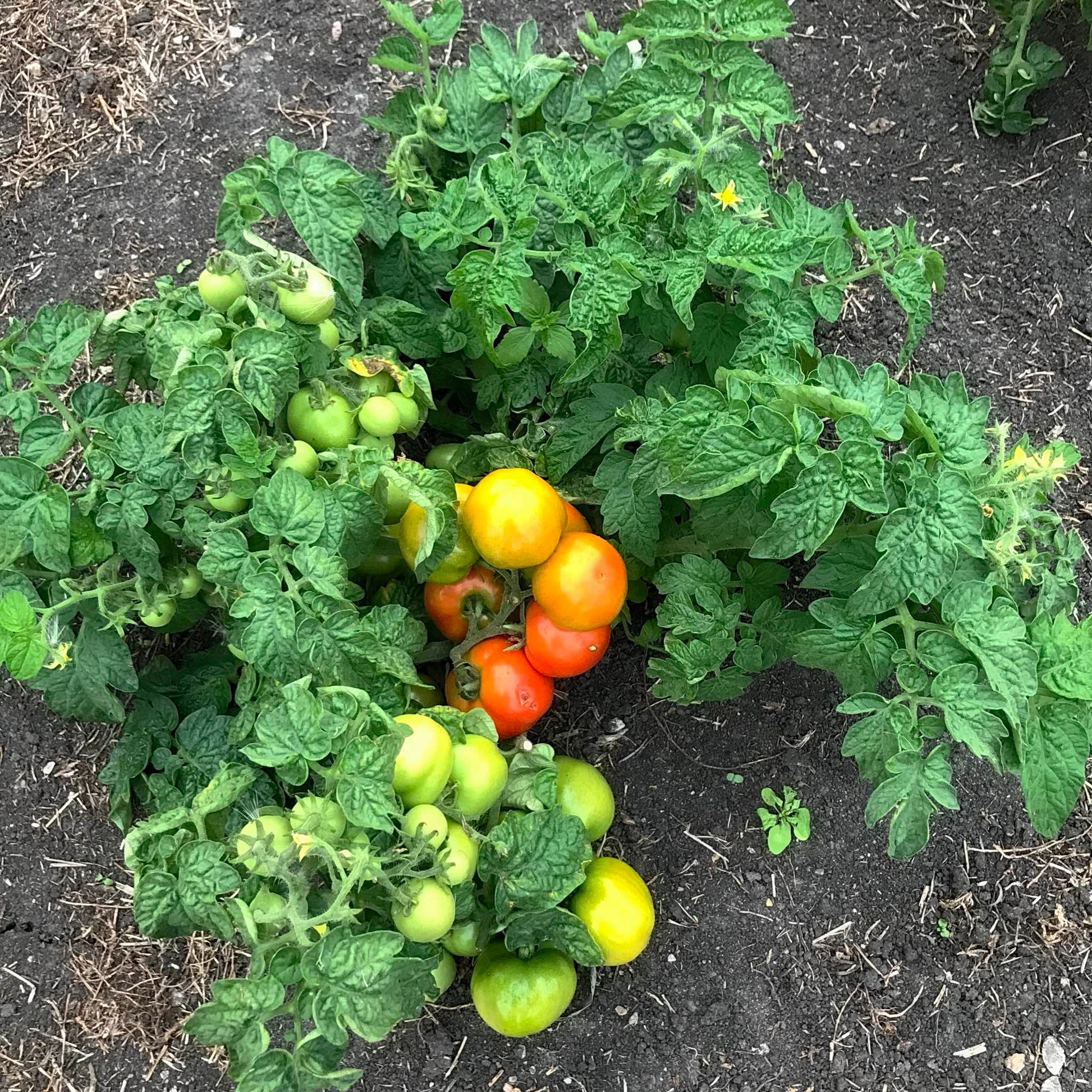 Dwarf tomato plant with its first ripe fruits.