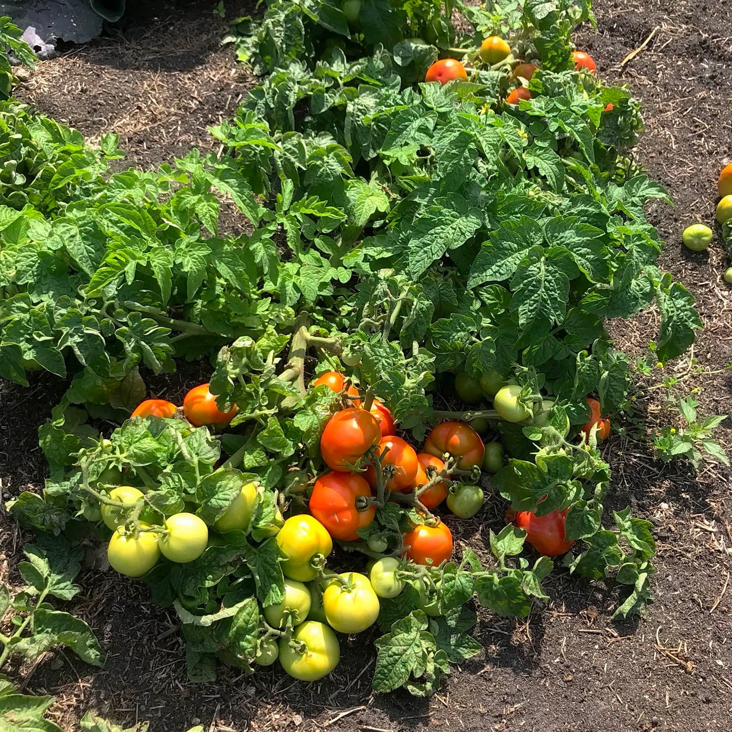 Dwarf tomato plant heavily laden with fruit.