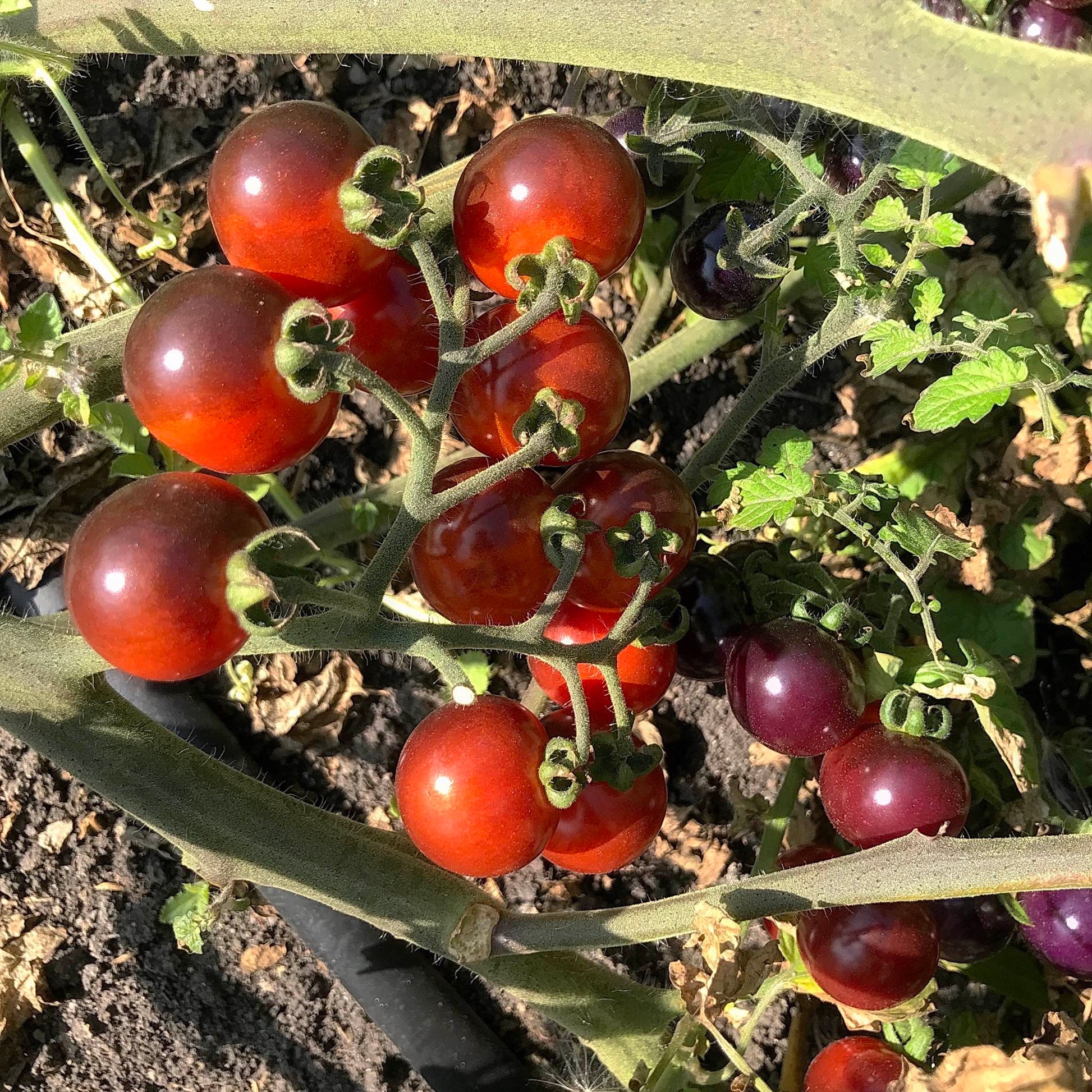 Red cherry tomatoes wtih antho shoulders on plants in the field.