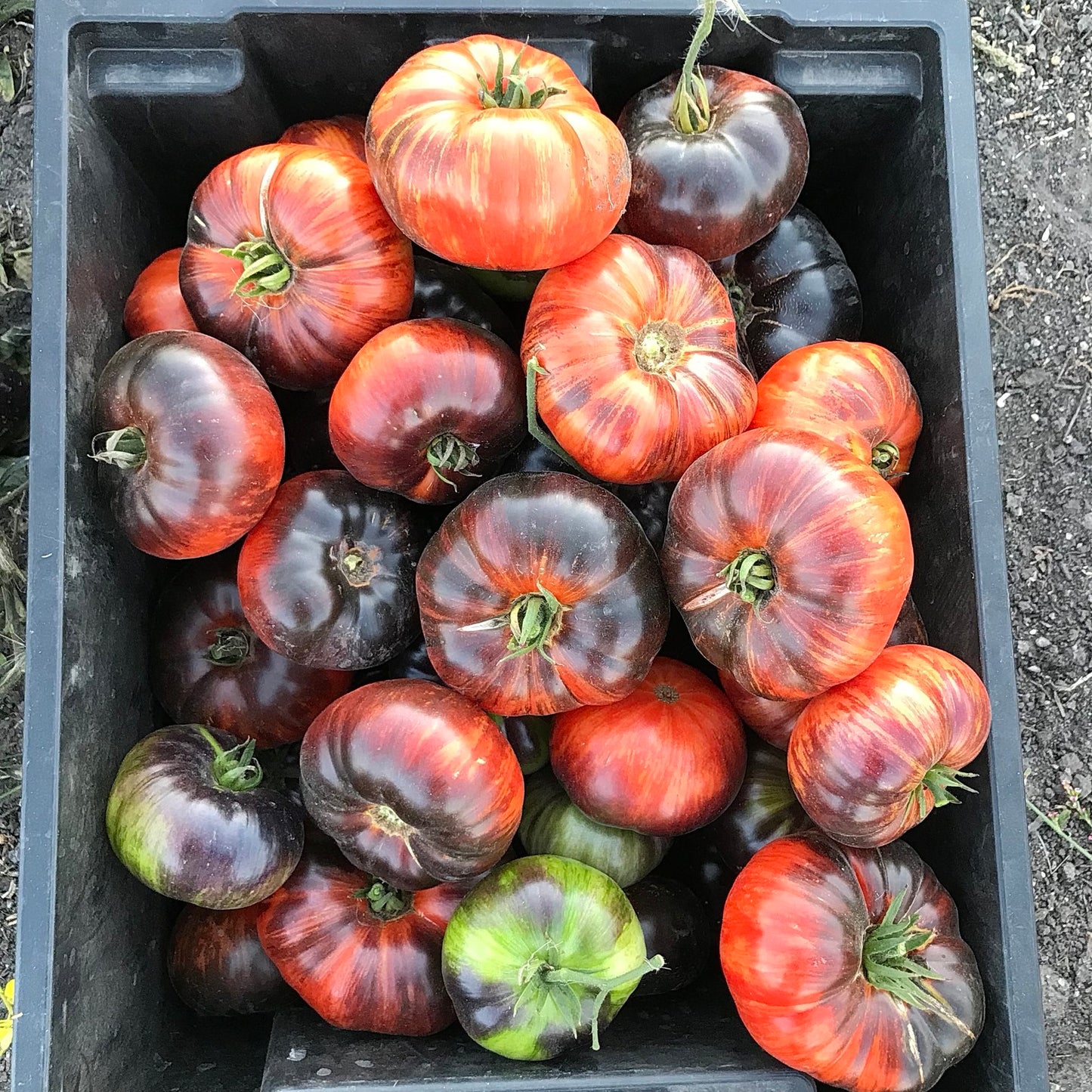 Box filled to the brim with striking red and orange striped tomatoes with antho shoulders.