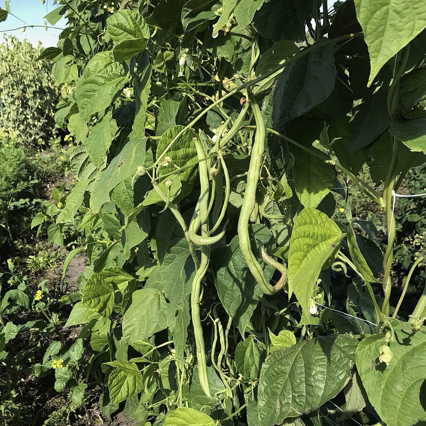 Bean - Kundapura Alsande