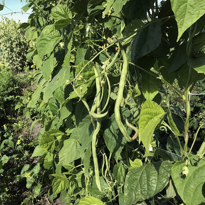 Bean - Kundapura Alsande