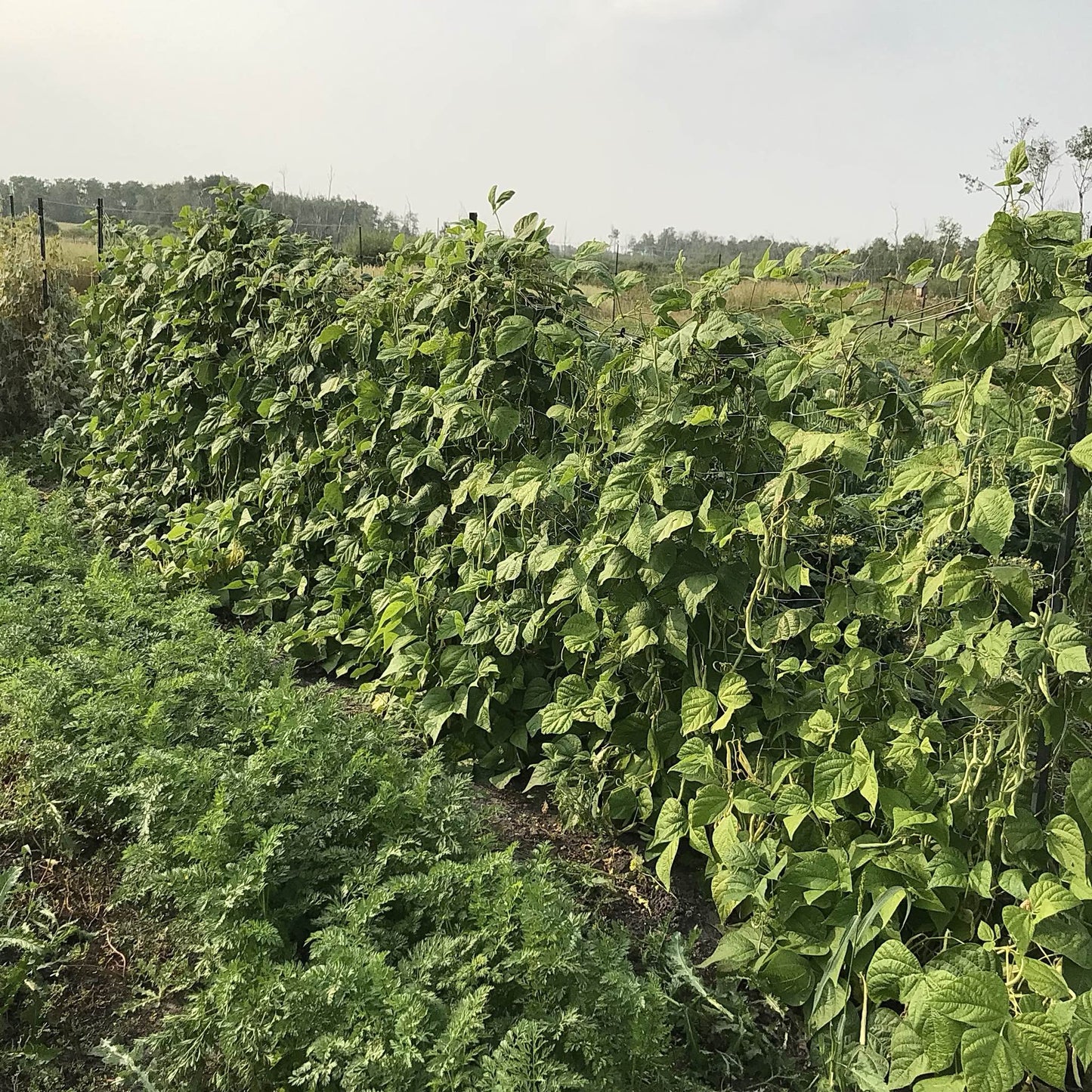Bean - Kundapura Alsande