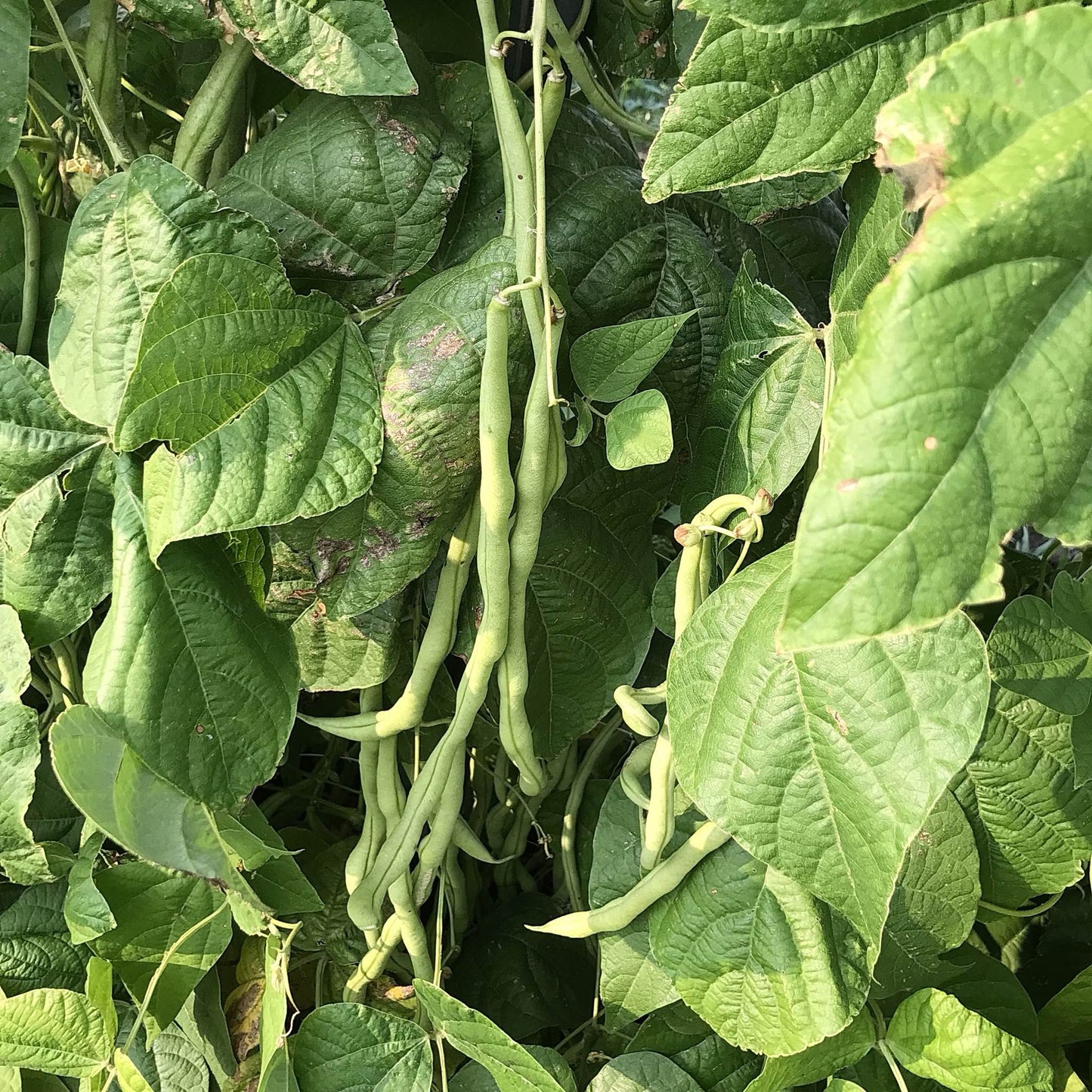 Bean - Kundapura Alsande