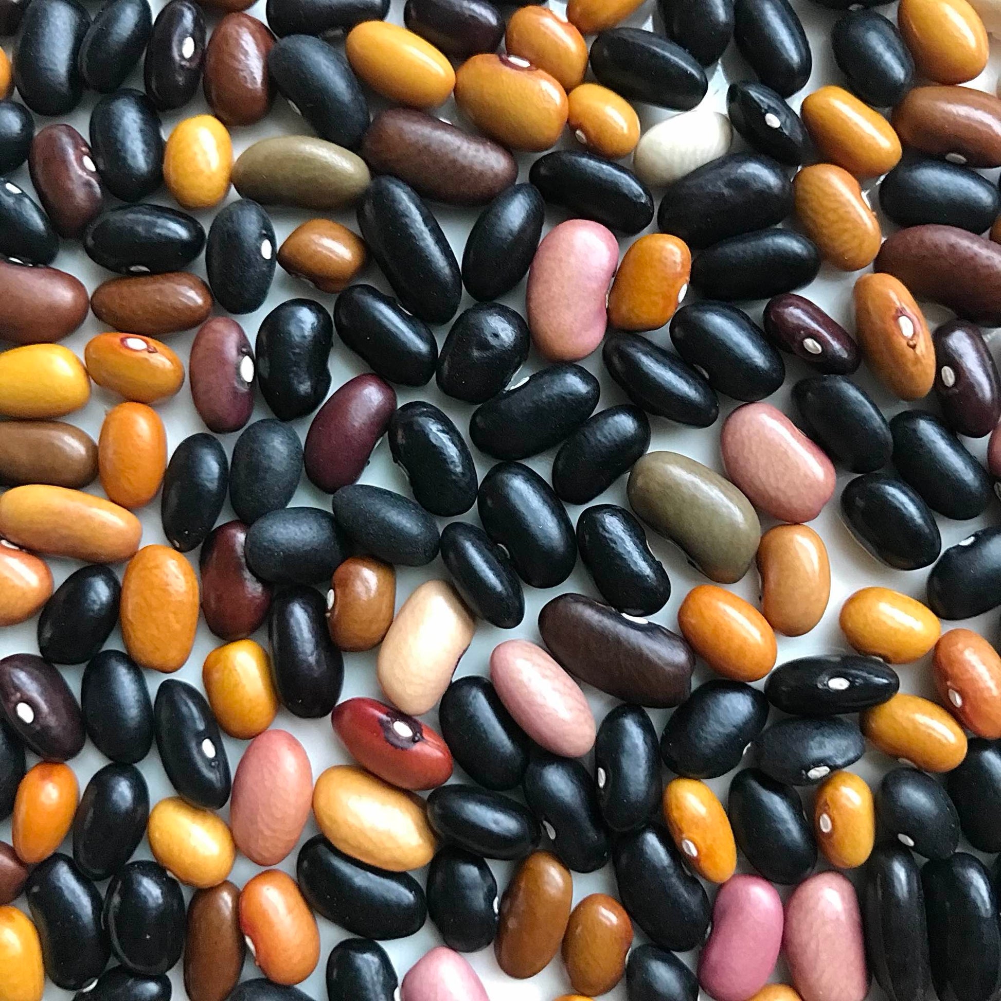 close-up of beefy resilient grex dry beans