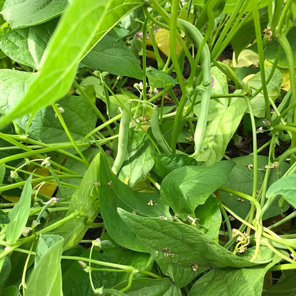 beefy resilient grex bean pods