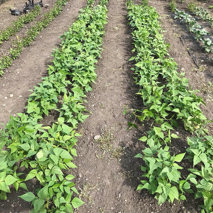 young beefy resilient grex bean plants