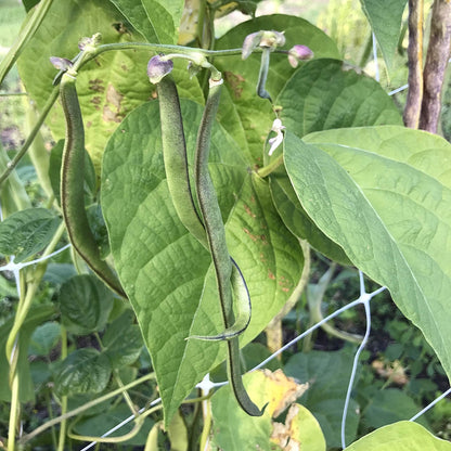 Bean - Lemonade Cascade