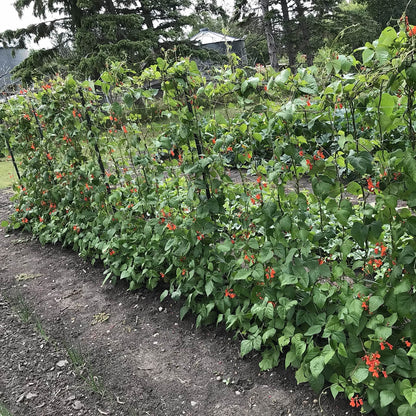 Bean - Shinshu Runner