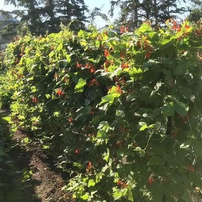 Bean - Shinshu Runner