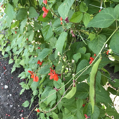 Bean - Shinshu Runner