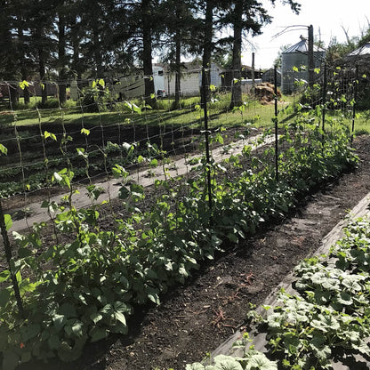 Bean - Shinshu Runner