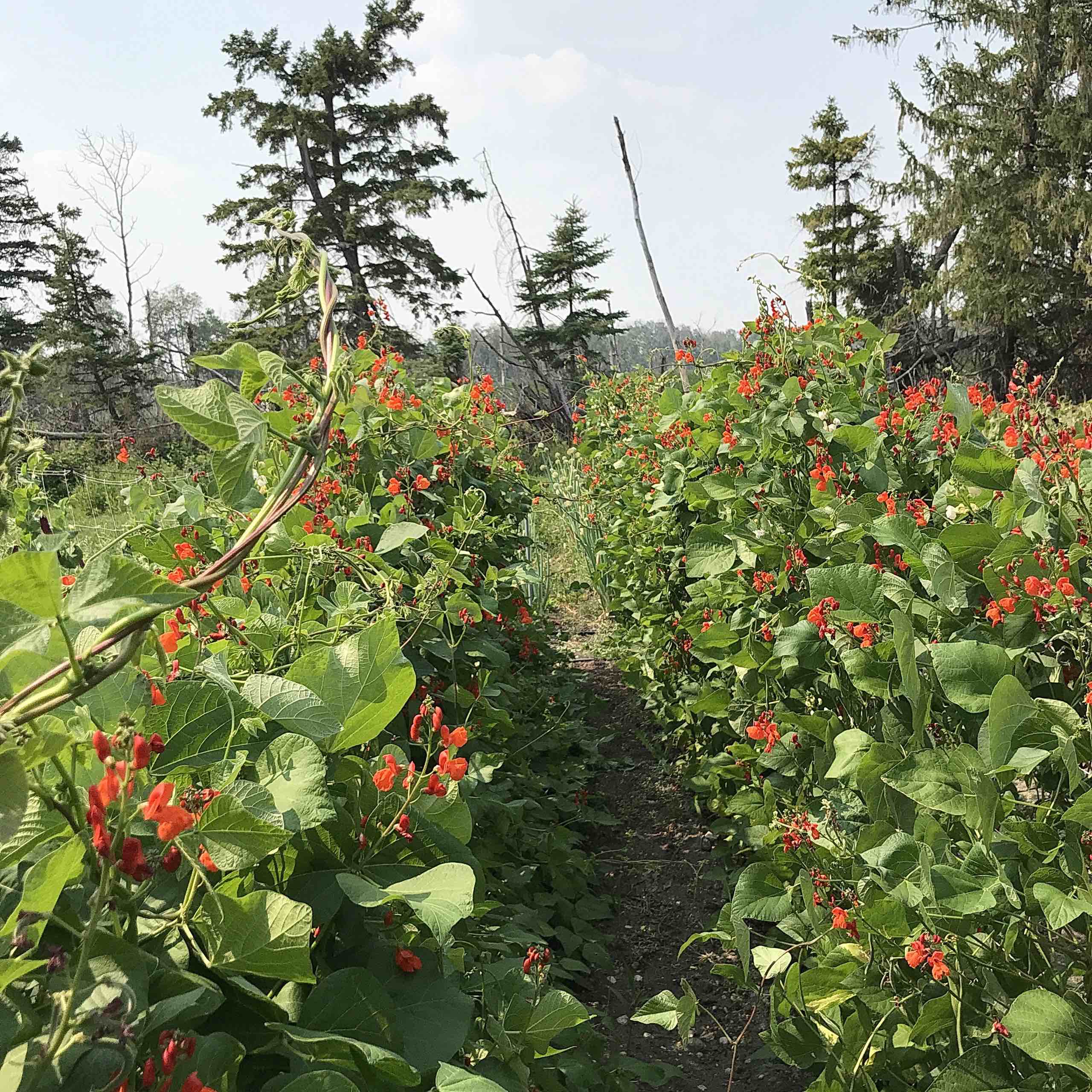 runner beans in full bloom