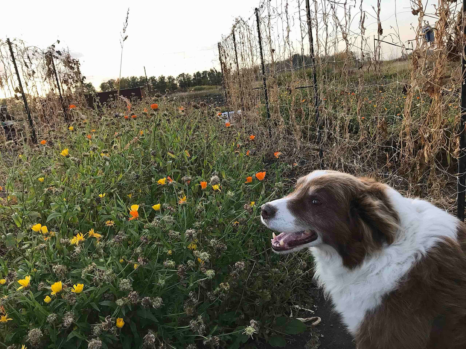 friendly dog with a mature calendula crop