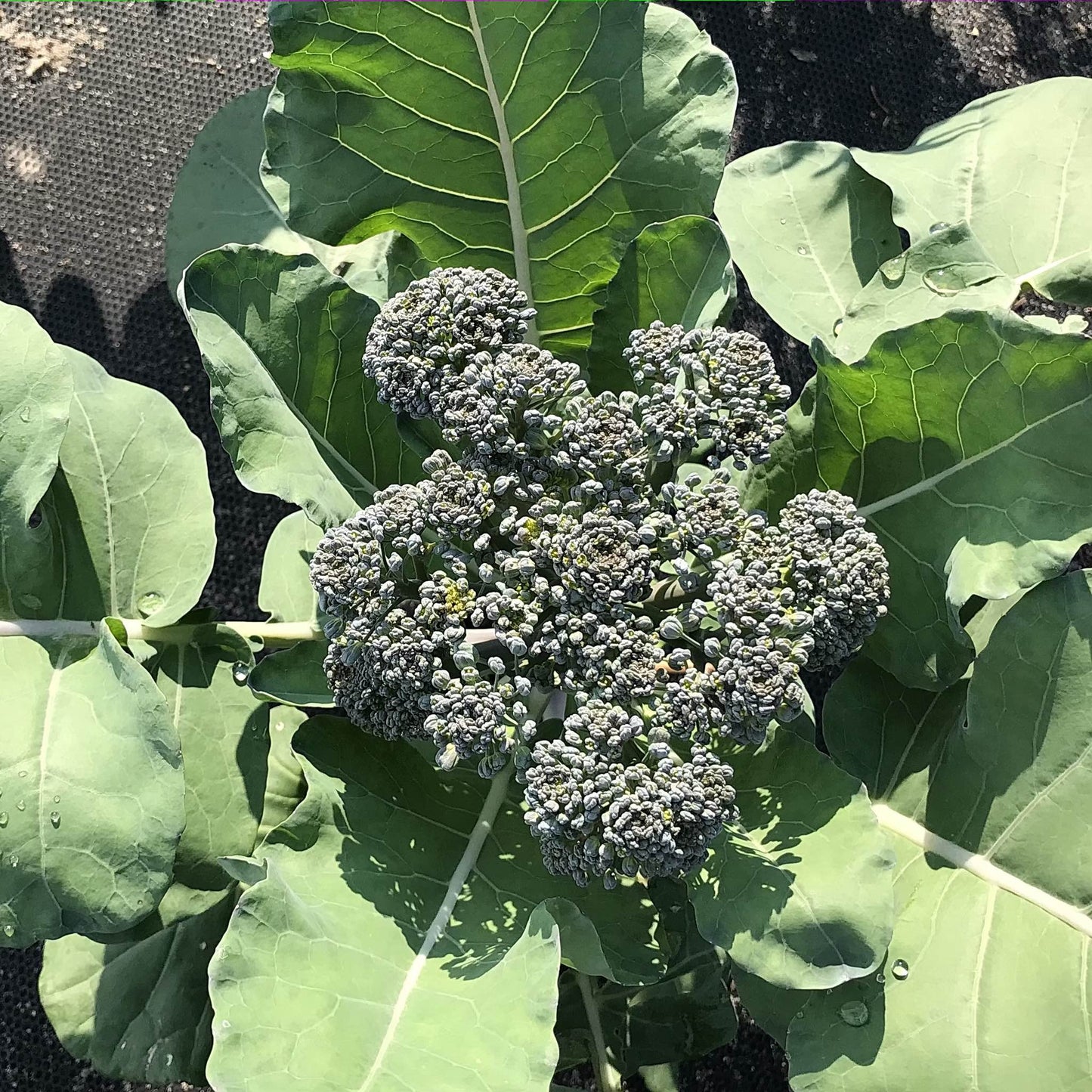 Broccoli - Oregon Triplex