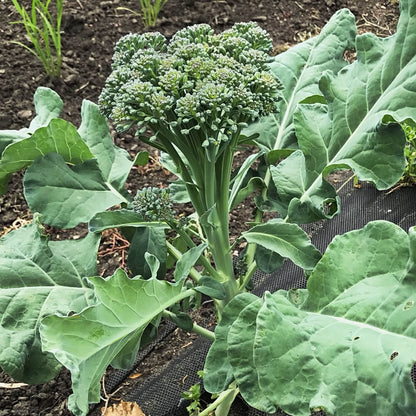 Broccoli - Oregon Triplex