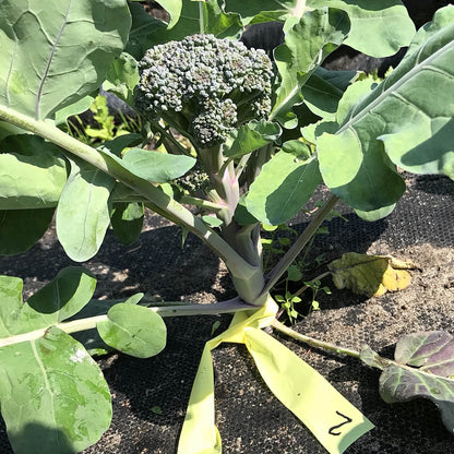 Broccoli - Oregon Triplex