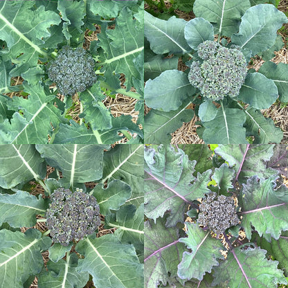 Broccoli - Oregon Triplex