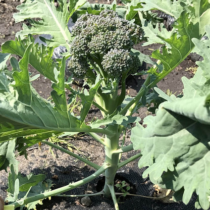 Broccoli - Oregon Triplex