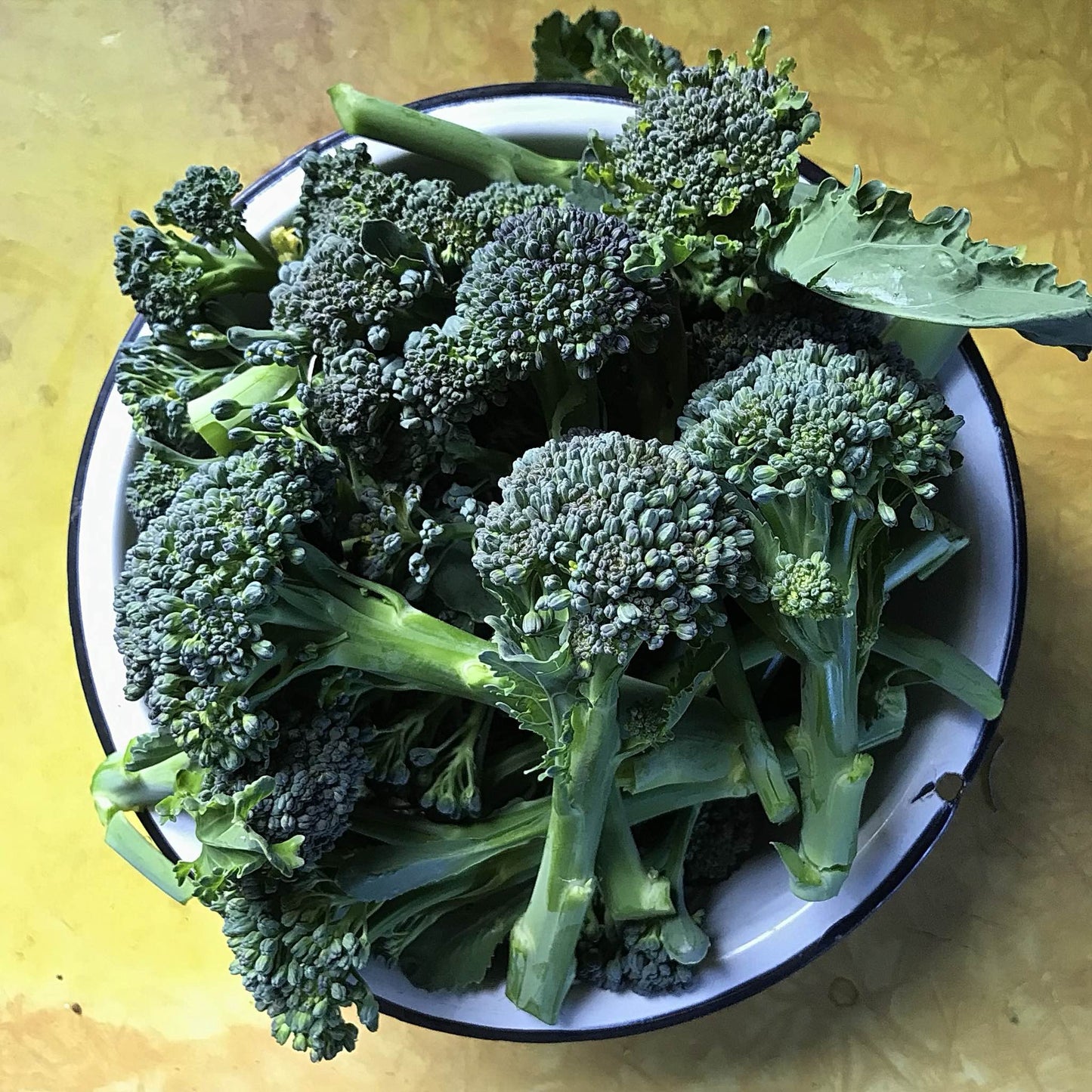 Broccoli - Oregon Triplex