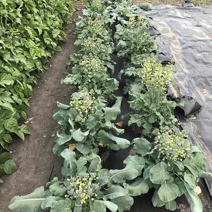 Broccoli - Oregon Triplex