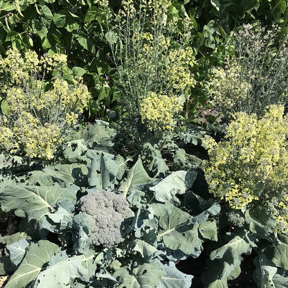 Broccoli - Oregon Triplex