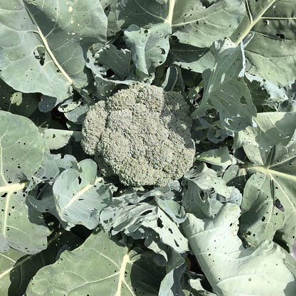 Broccoli - Oregon Triplex