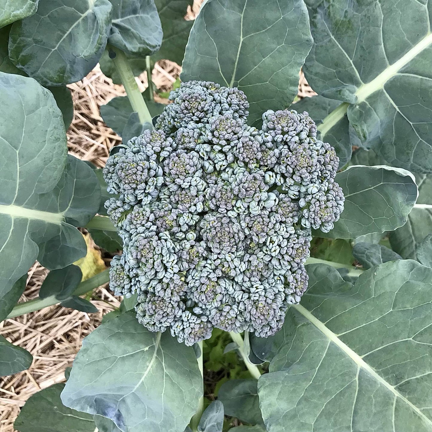Broccoli - Oregon Triplex