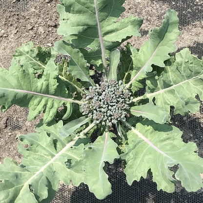 Broccoli - Oregon Triplex