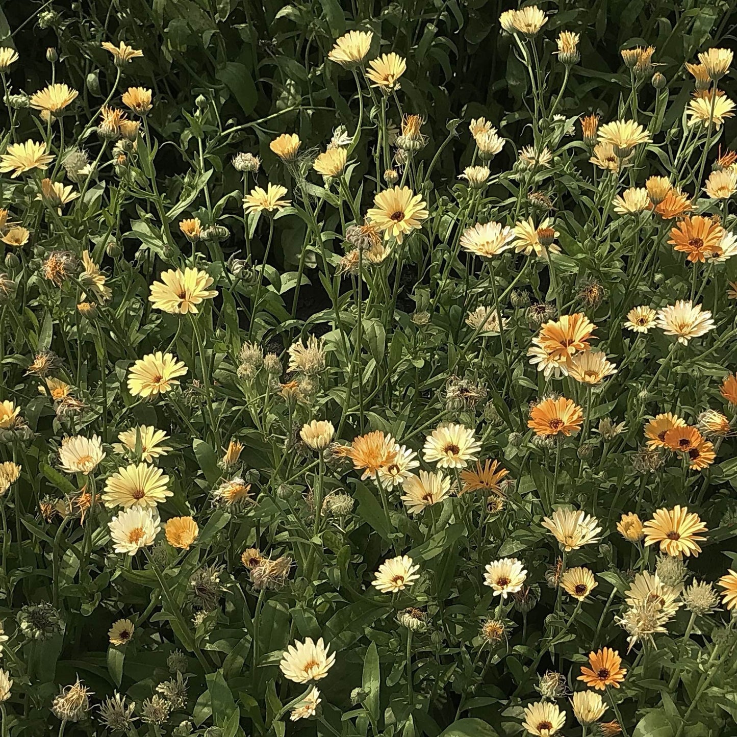 Calendula - Moonbeam Princess