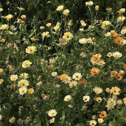 Calendula - Moonbeam Princess