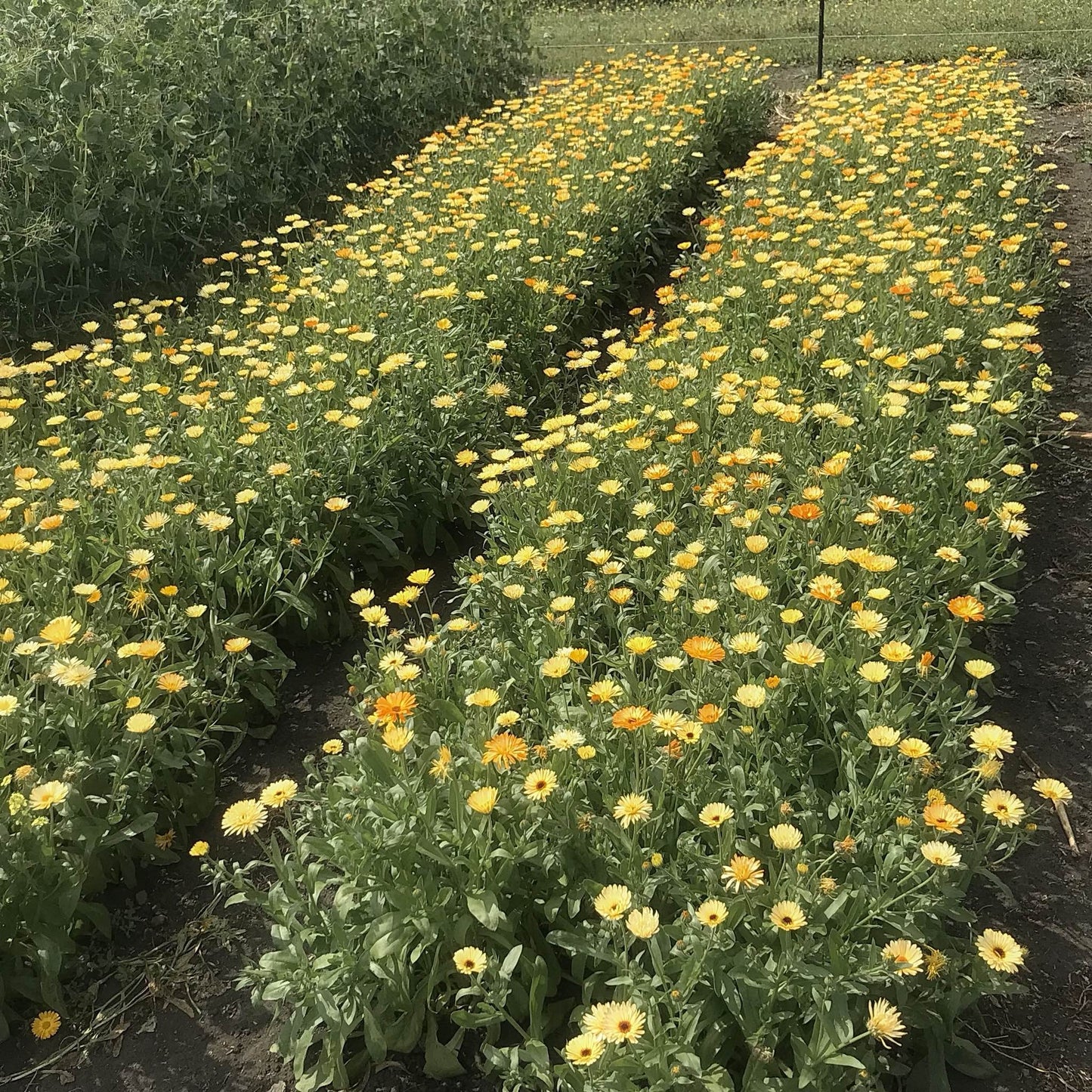 Calendula - Moonbeam Princess