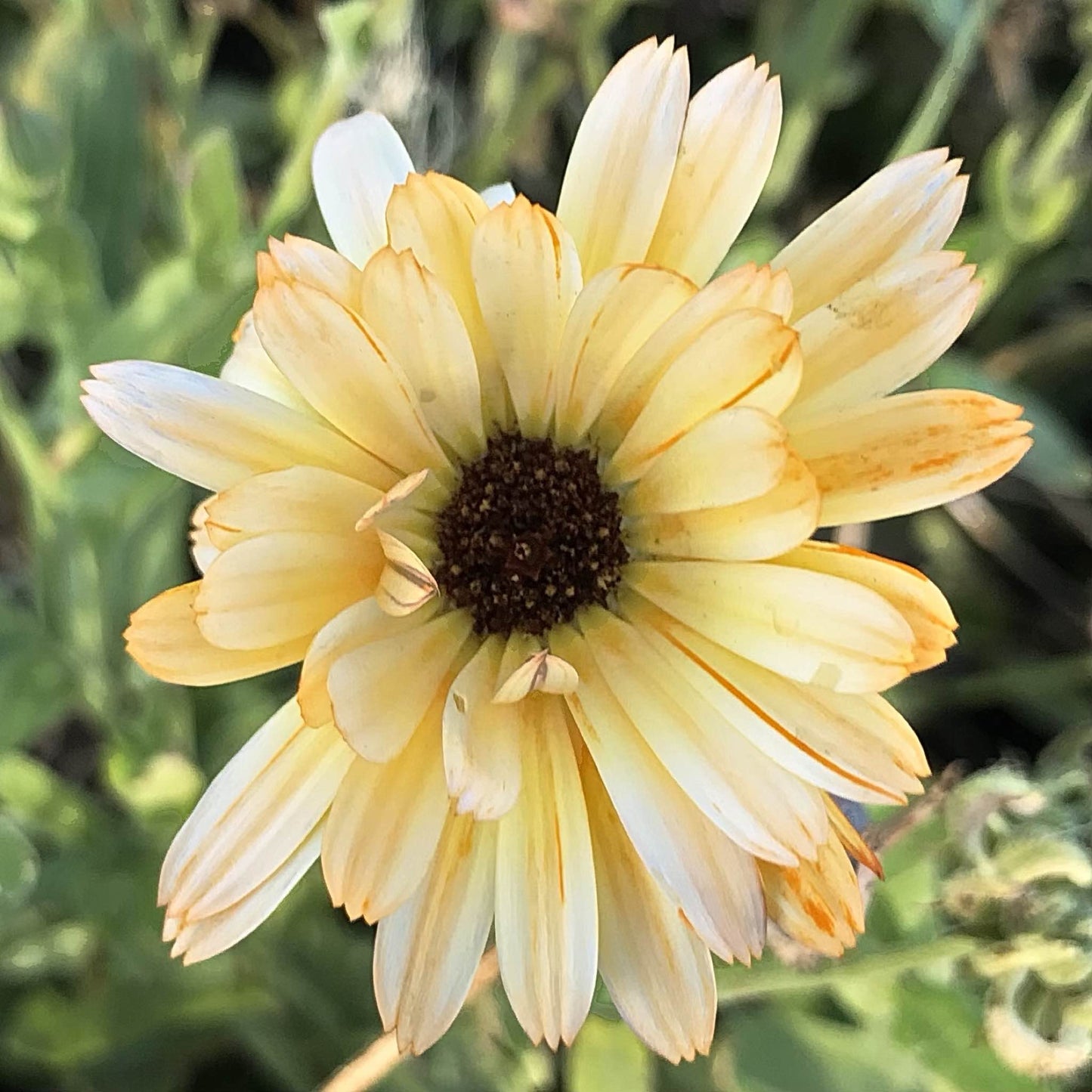 Calendula - Moonbeam Princess
