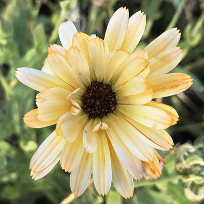 Calendula - Moonbeam Princess