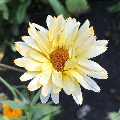 Calendula - Moonbeam Princess
