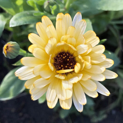 Calendula - Moonbeam Princess