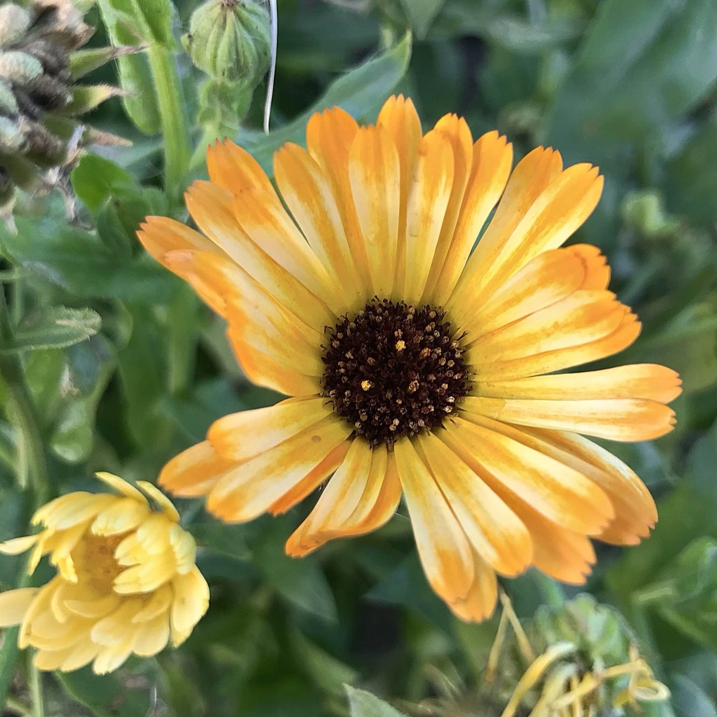 Calendula - Moonbeam Princess