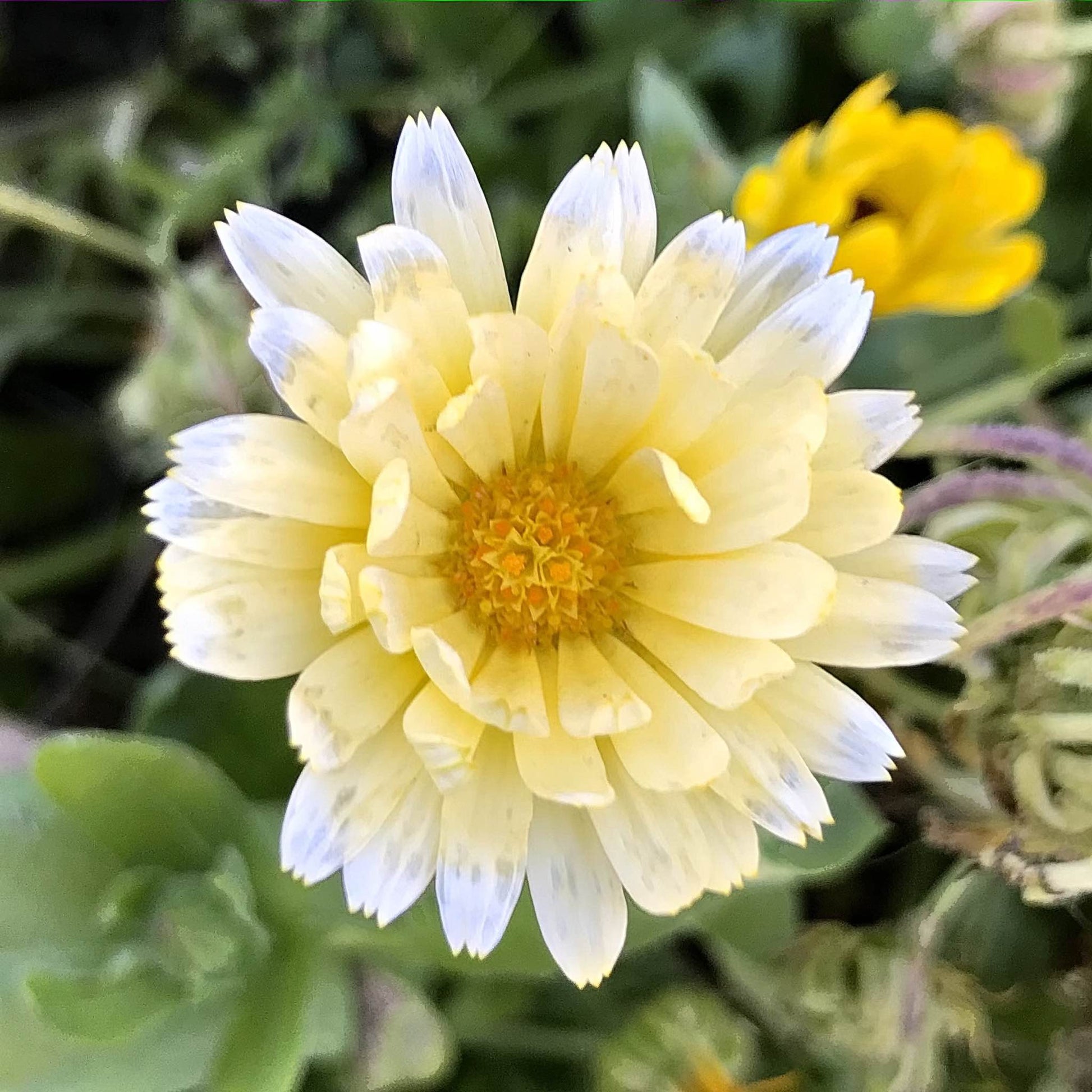 pure white calendula blossom