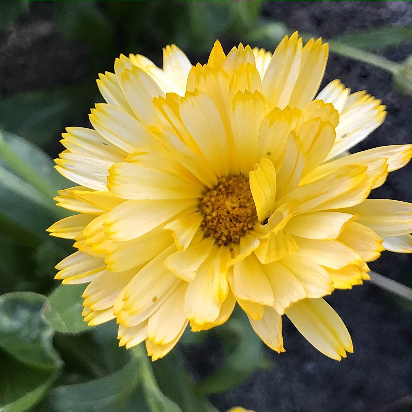 Calendula - Moonbeam Princess