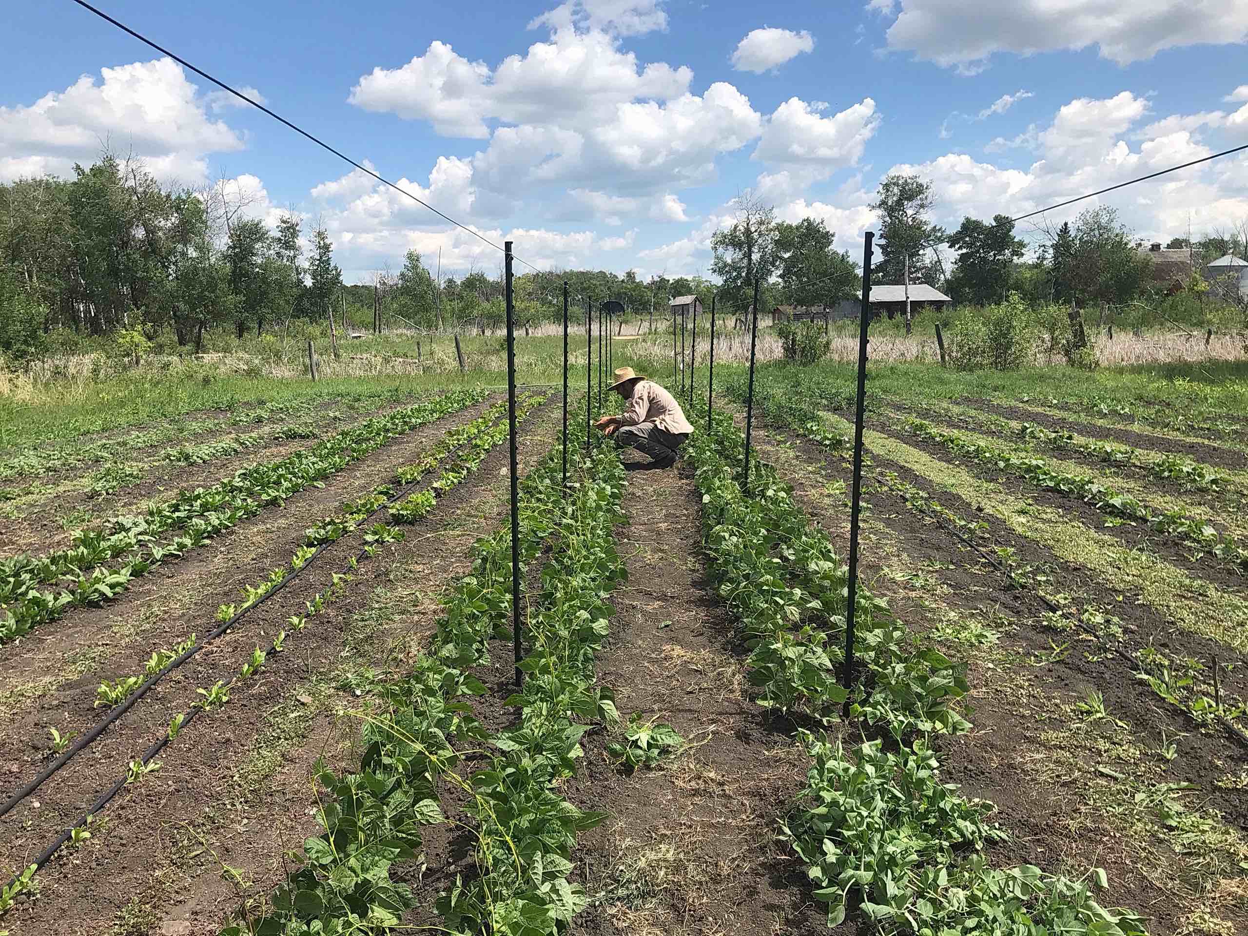 crouching to inspect young pole bean plants